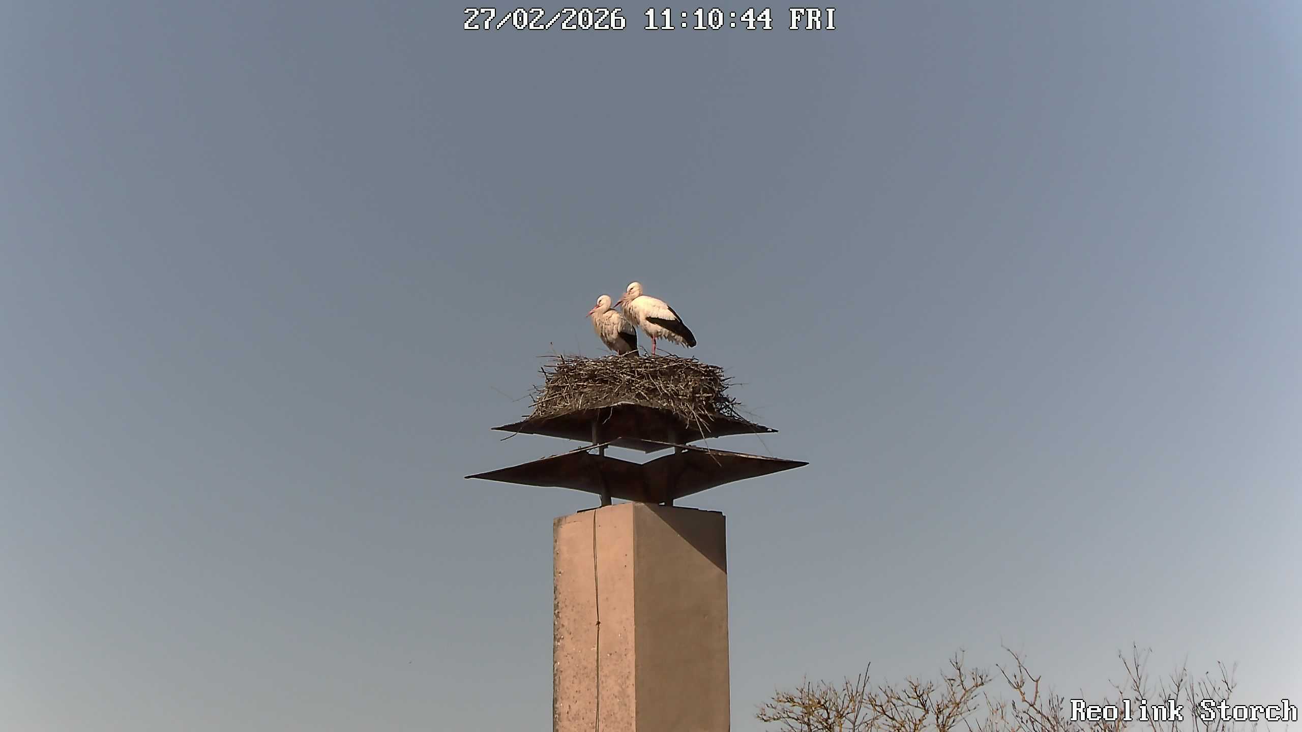 Storchencam Bild